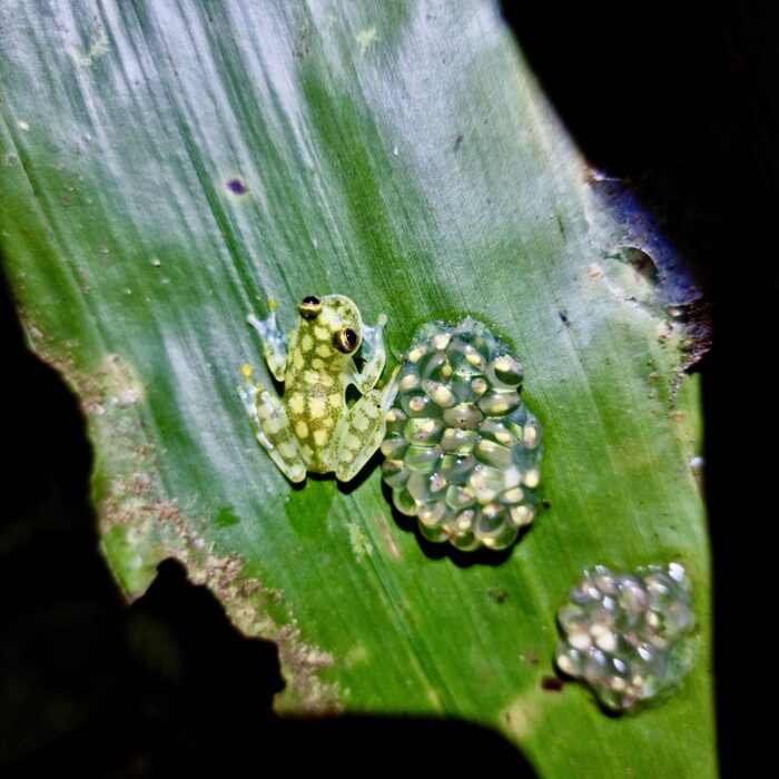 Night tours on the Osa Peninsula Guided Tours