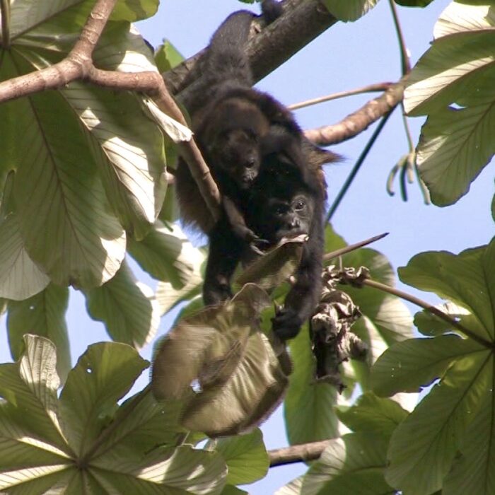 Osa Peninsula Howler Monkeys Guided tours