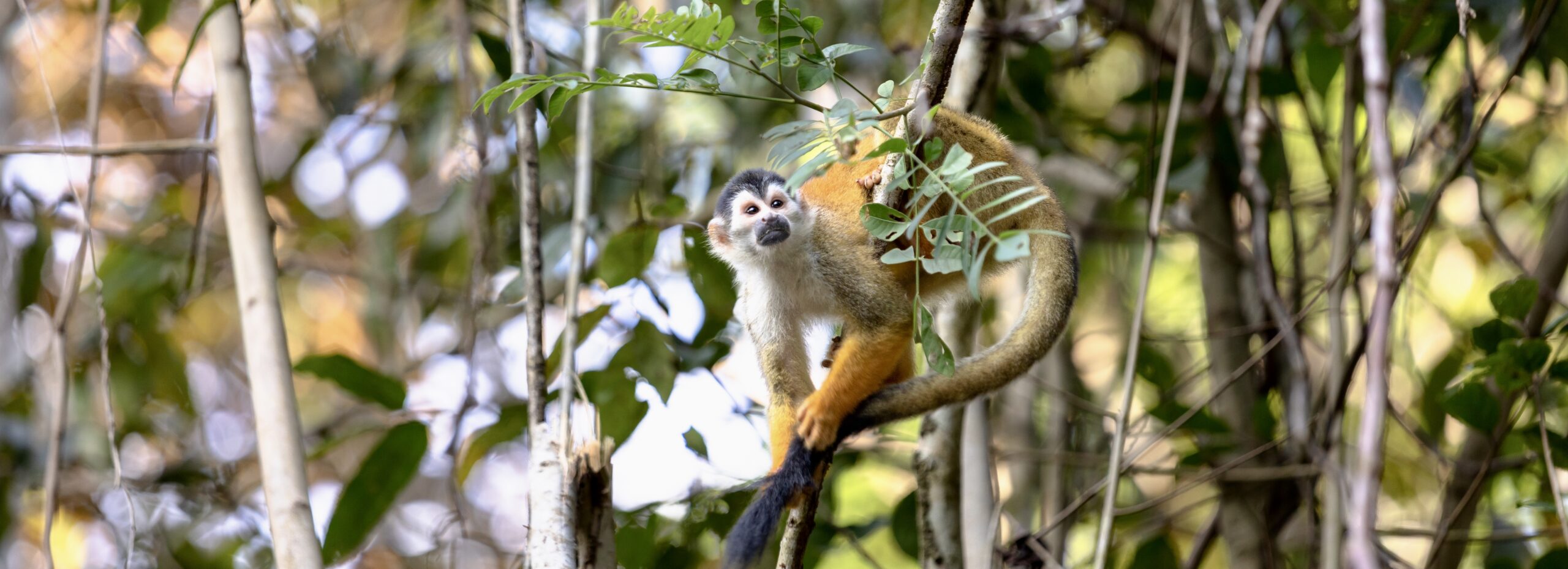 Ecotour Monkeys on the Osa Peninsula