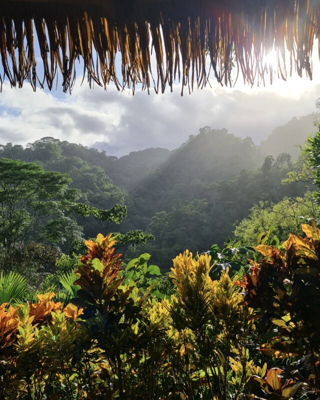 Osa Peninsula Rainforest