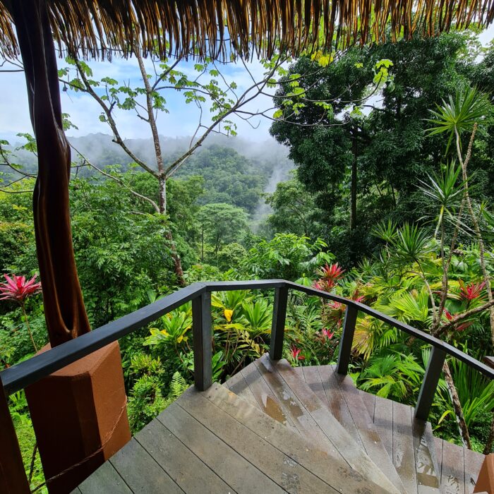 Rainforest Bungalow Accommodation