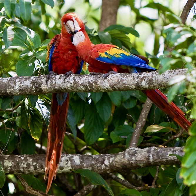 Birds of Costa Rica