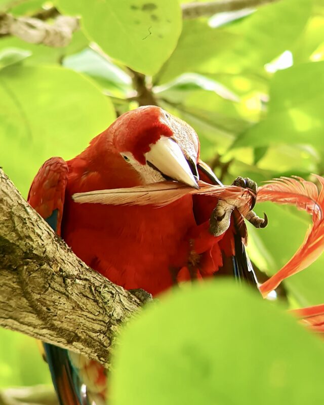 Costa Rican's Scarlet Macaw