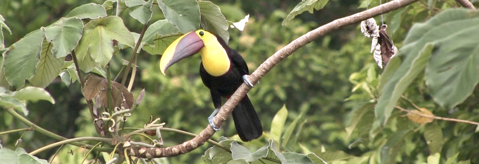 Birding on the Osa Peninsula Costa Rica Corcovado National Park