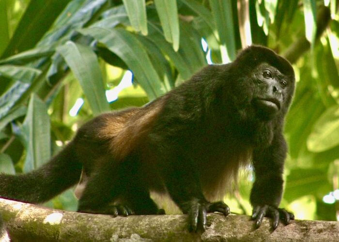 Osa Peninsula Howler Monkey