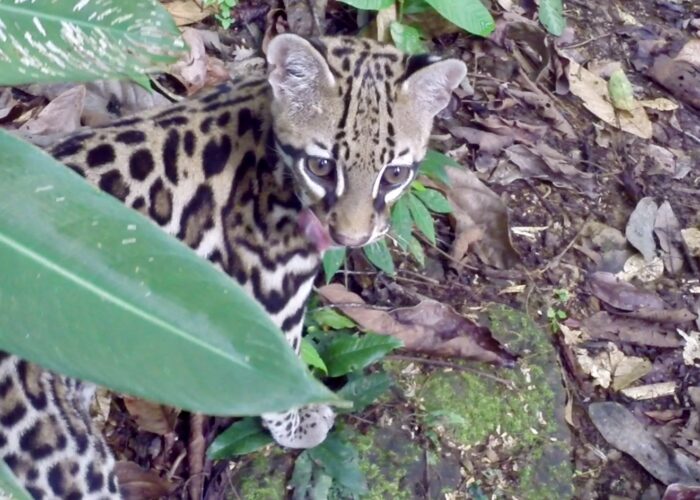 Osa Peninsula Wildcat Ocelot