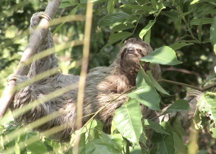 Osa Peninsula Sloth