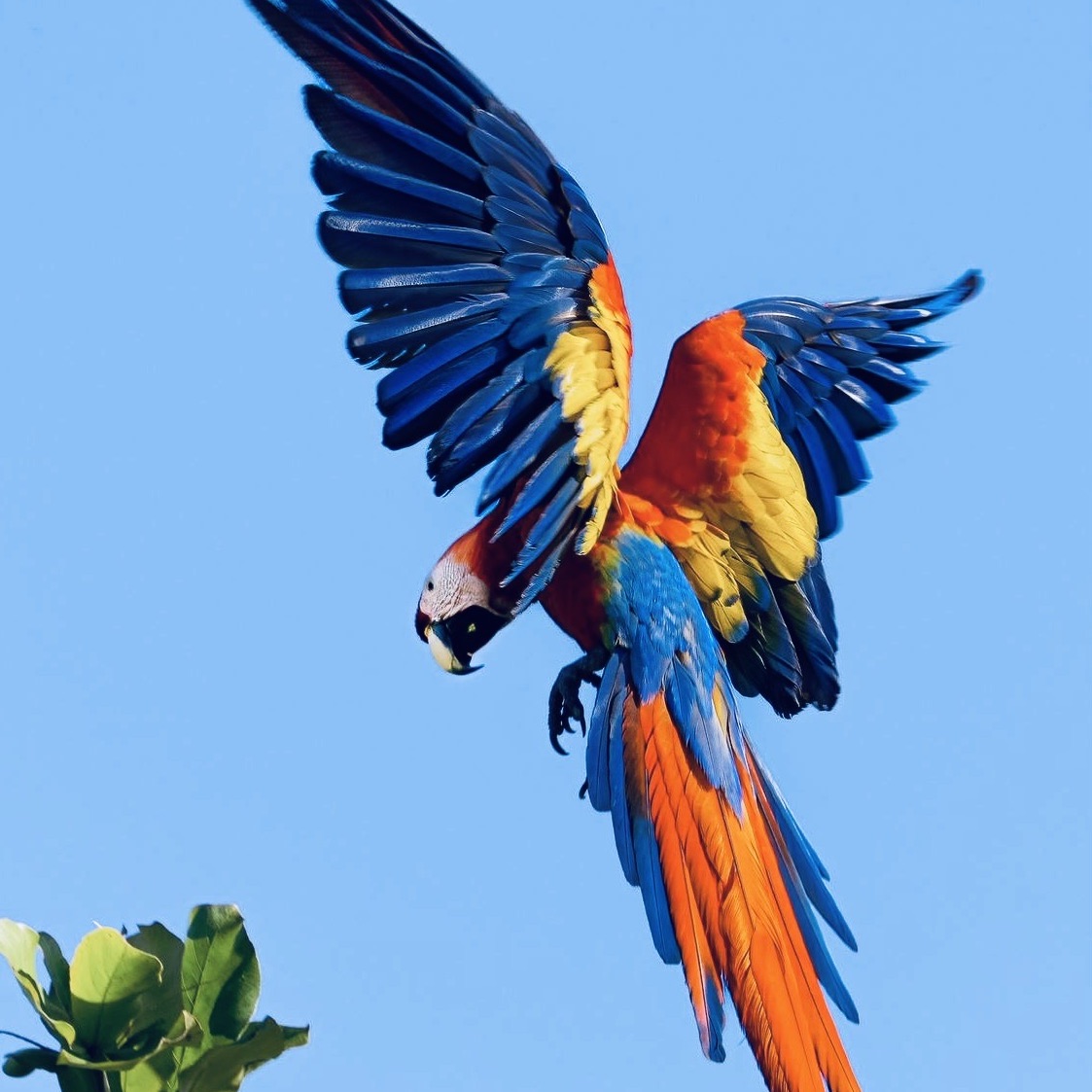 Luna Lodge Nature Package - Osa Peninsula, Costa Rica